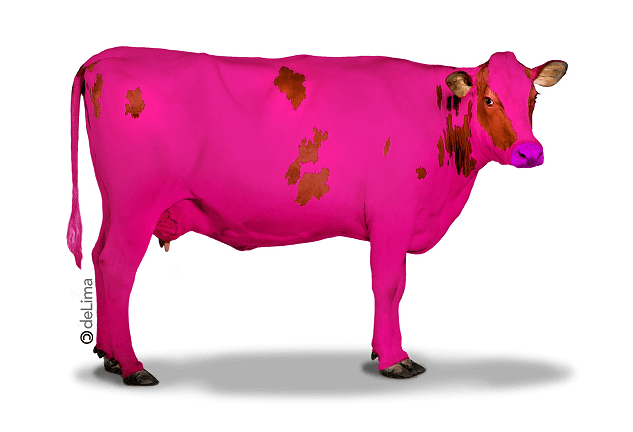 Vaca Rosa